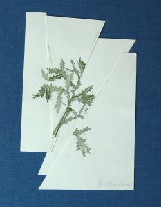 "vernarbte Zeichnung II" Bleistift und Aquarell auf Papier, abgebildet auf blauem Hintergrund 35,5 x 23,5 cm, 2015